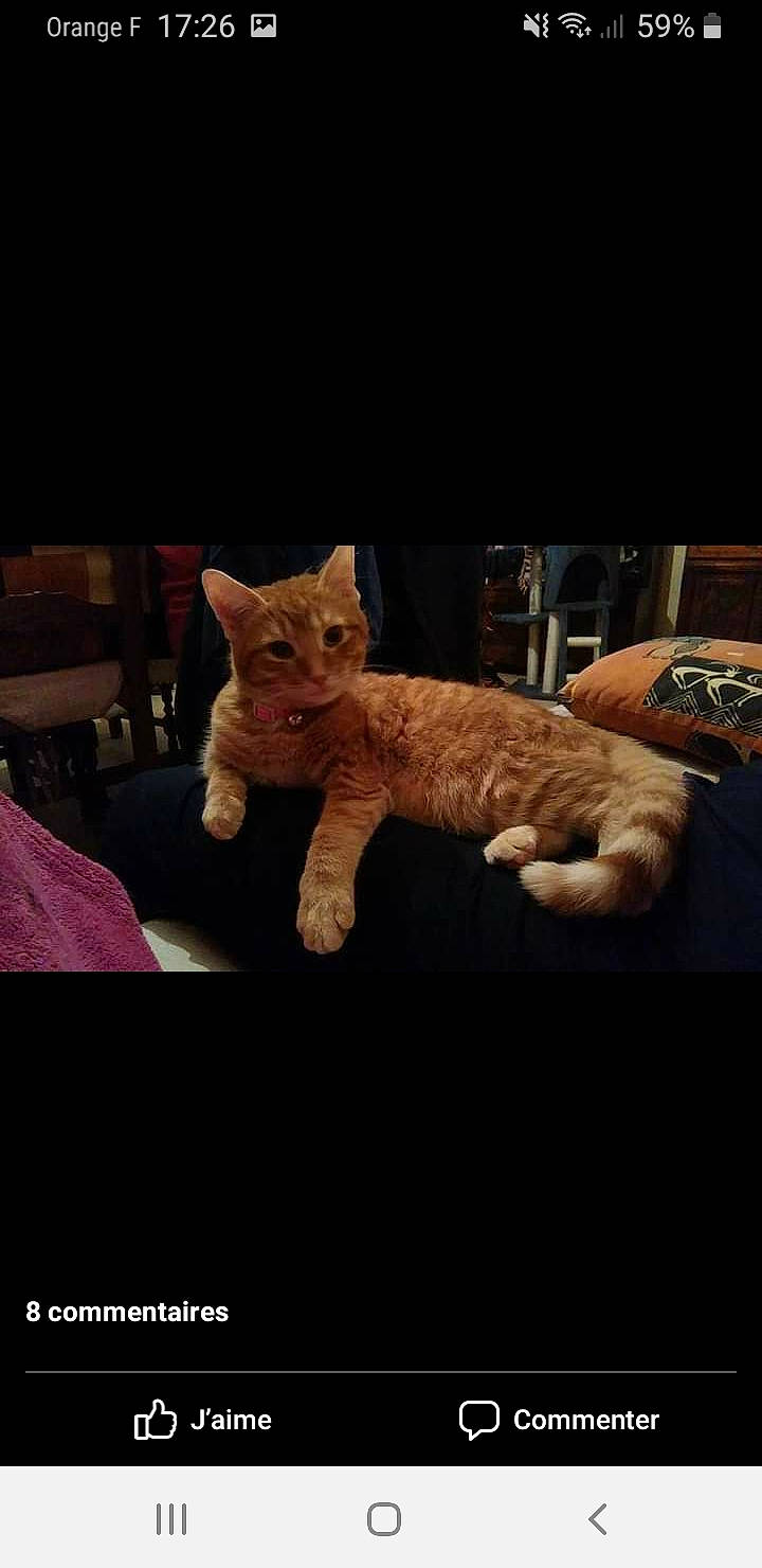 Praline participe au concours pour gagner de l'argent avec cette photo : asian, carnivore, cat, european_shorthair, fawn, felidae, fur, kitten, photo_caption, photography, small_to_medium_sized_cats, tabby_cat, whiskers