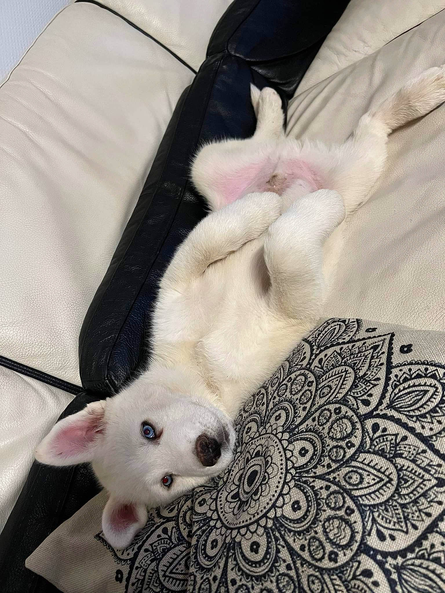 Togo a rejoint le concours — aidez-le/la à gagner de superbes lots ! bull_terrier, carnivore, comfort, companion_dog, couch, dog, dog_breed, fawn, felidae, fur, linens, pattern, paw, small_to_medium_sized_cats, tail, terrestrial_animal, textile, whiskers, white, working_animal