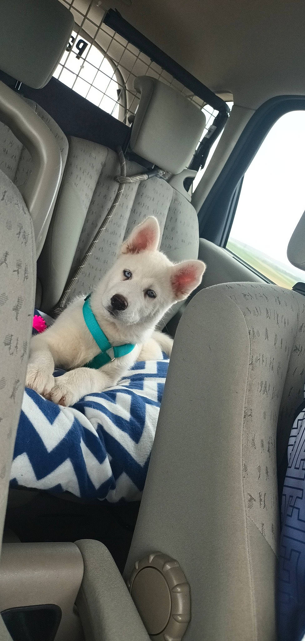 Togo a rejoint le concours — aidez-le/la à gagner de superbes lots ! auto_part, automotive_design, car, car_seat, car_seat_cover, carnivore, comfort, companion_dog, dog, dog_breed, dog_supply, family_car, fawn, head_restraint, non_sporting_group, sporting_group, toy_dog, vehicle, window, working_animal