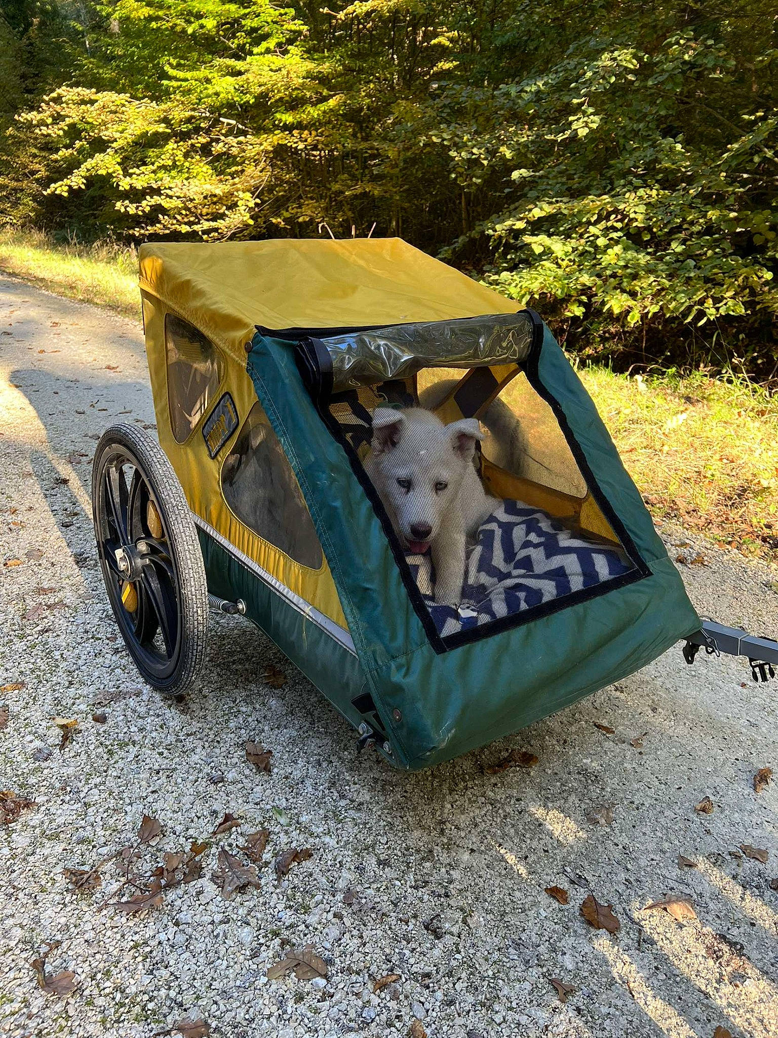 Togo a rejoint le concours — aidez-le/la à gagner de superbes lots ! asphalt, automotive_exterior, automotive_tire, carnivore, cart, dog, dog_breed, fawn, grass, landscape, motor_vehicle, plant, road_surface, soil, tire, tree, vehicle, wheel, wood, working_animal