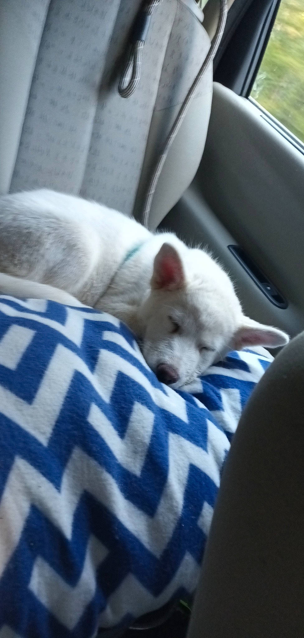 Togo a rejoint le concours — aidez-le/la à gagner de superbes lots ! bedding, car_seat, carnivore, comfort, companion_dog, dog_breed, fawn, felidae, fur, linens, nap, non_sporting_group, paw, puppy, small_to_medium_sized_cats, terrestrial_animal, tire, vehicle, whiskers, windshield