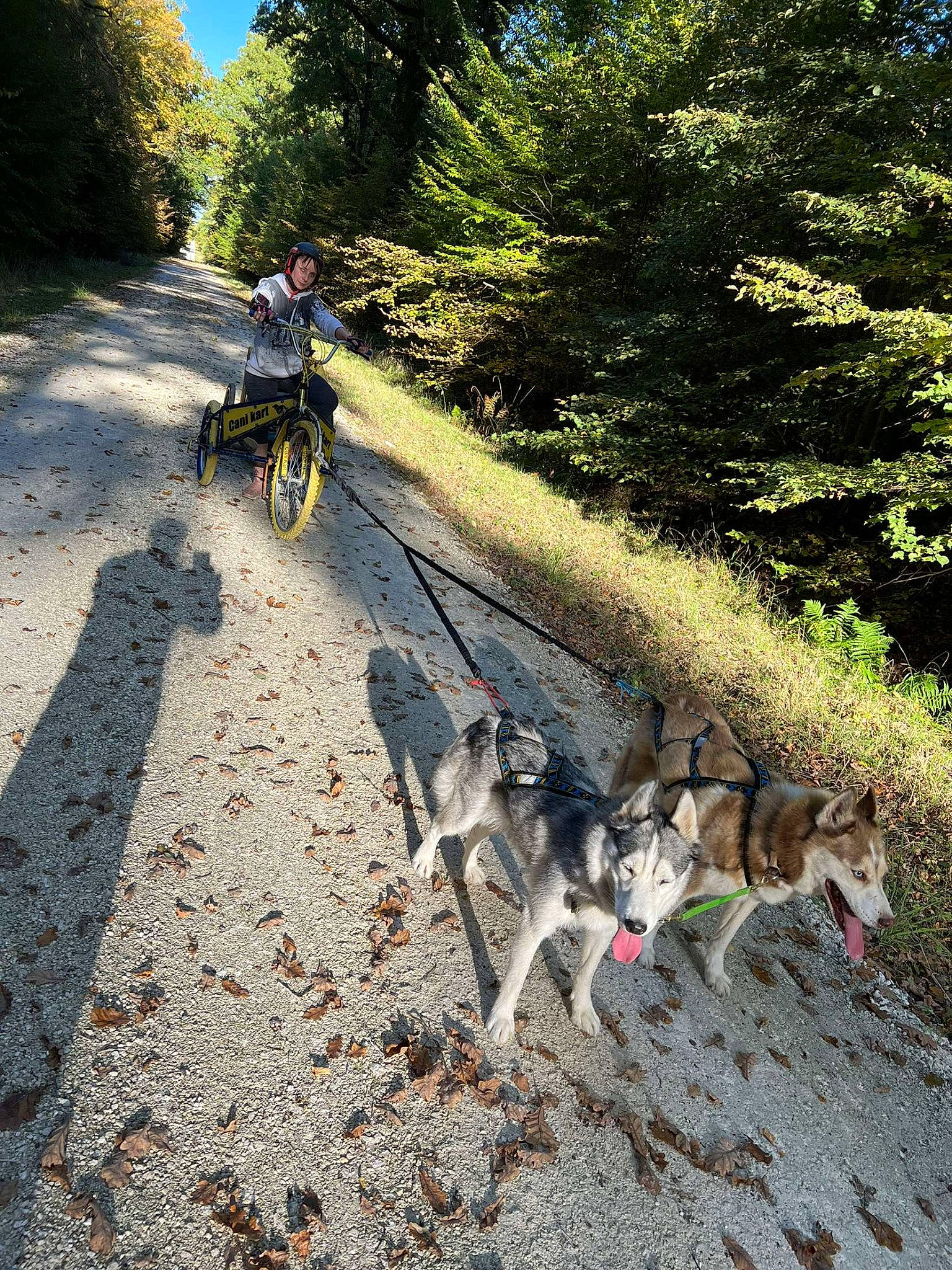 Cheyko participe au concours pour gagner de l'argent avec cette photo : asphalt, bicycle_handlebar, carnivore, cycle_sport, cycling, dirt_road, dog, dog_breed, grass, landscape, plant, recreation, road_surface, sled_dog, tail, tire, tree, vehicle, wheel, working_animal