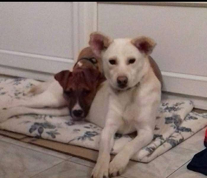 Pakita a rejoint le concours — aidez-le/la à gagner de superbes lots ! aspin, canidae, carnivore, companion_dog, dog, dog_breed, ear, fawn, jack_russell_terrier, mammal, nose, puppy, rare_breed_dog, street_dog