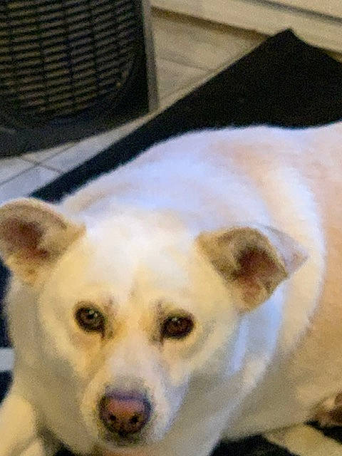 Pakita participe au concours pour gagner de l'argent avec cette photo : canaan_dog, canidae, carnivore, companion_dog, dog, dog_breed, kishu, korean_jindo_dog, mammal, nose, puppy, rare_breed_dog, snout, sporting_group, whiskers