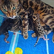 Mimis a rejoint le concours — aidez-le/la à gagner de superbes lots ! cat, kitten, bengal_cat, animal, nursing, mother_cat, feline, spotted, striped, fur, whiskers, blue_towel, yellow_flower, indoor, close_up, pet, cute, small, resting, motherhood