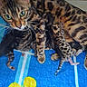 cat, kitten, bengal_cat, animal, nursing, mother_cat, feline, spotted, striped, fur, whiskers, blue_towel, yellow_flower, indoor, close_up, pet, cute, small, resting, motherhood