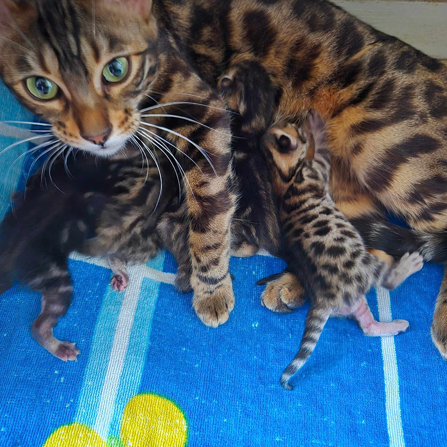 Mimis a rejoint le concours — aidez-le/la à gagner de superbes lots ! cat, kitten, bengal_cat, animal, nursing, mother_cat, feline, spotted, striped, fur, whiskers, blue_towel, yellow_flower, indoor, close_up, pet, cute, small, resting, motherhood