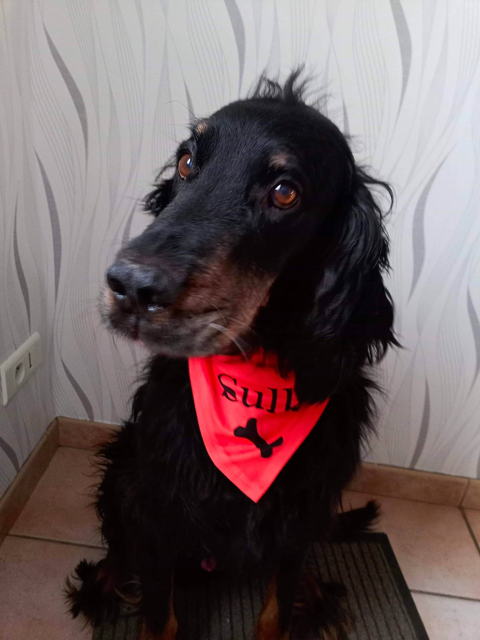 Sulky a rejoint le concours — aidez-le/la à gagner de superbes lots ! borador, canidae, carnivore, collar, companion_dog, dog, dog_breed, dog_collar, fur, liver, pet_supply, snout, spaniel, sporting_group, terrestrial_animal, whiskers, working_animal, working_dog