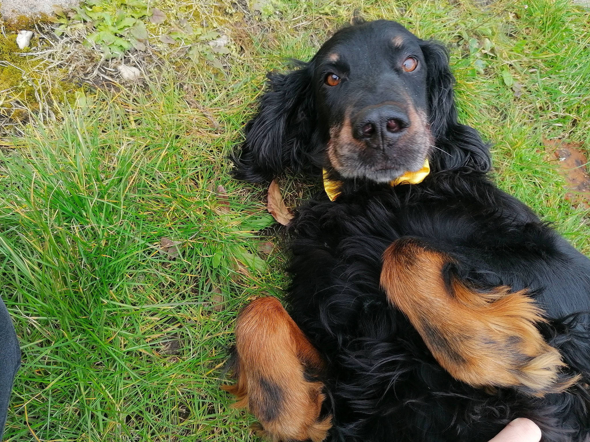 Sulky participe au concours pour gagner de l'argent avec cette photo : canidae, carnivore, companion_dog, dog, dog_breed, grass, groundcover, gun_dog, hunting_dog, liver, sedge_family, snout, spaniel, sporting_group, working_animal, working_dog