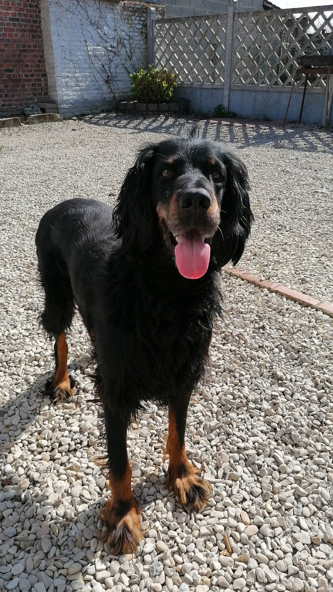 Sulky a rejoint le concours — aidez-le/la à gagner de superbes lots ! canidae, carnivore, cobblestone, companion_dog, dog, dog_breed, foot, fur, gun_dog, hunting_dog, liver, road_surface, snout, sporting_group, tar, terrestrial_animal, working_animal, working_dog