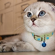 Coutsy a rejoint le concours — aidez-le/la à gagner de superbes lots ! cat, blue_eyes, white_fur, gray_fur, collar, bell, paw_print, close_up, portrait, indoor, lying_down, whiskers, round_face, folded_ears, pet, feline, serious_expression, soft_lighting, shallow_depth_of_field, adorable