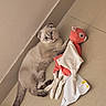 kitten, cat, pet, fluffy, cream_fur, blue_eyes, sitting, lying_down, stuffed_toy, plush_toy, red_toy, tissue_paper, indoor, tile_floor, wall, corner, portrait, cute, playful, photography