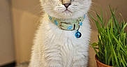 Coutsy a rejoint le concours — aidez-le/la à gagner de superbes lots ! cat, kitten, pet, animal, fluffy, white_fur, blue_eyes, folded_ears, collar, bell, sitting, portrait, indoors, houseplant, potted_grass, carpet, cute, front_view, whiskers, home_decor