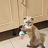 kitten, cat, pet, animal, sitting, playing, toy, colorful_toy, collar, bell, indoor, bathroom, tile_floor, cabinet, cream_fur, fluffy, tail, motion_blur, portrait, photography