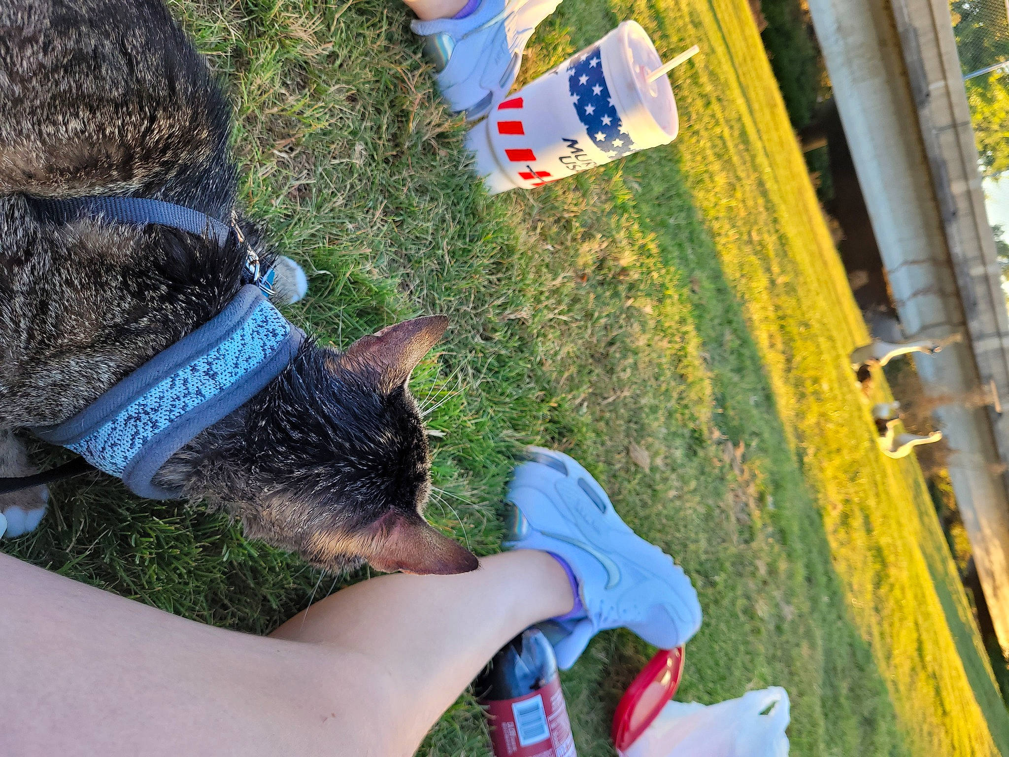 Snookums is registered to the contest to win money with this photo: calf, electric_blue, finger, fun, grass, human_leg, leisure, nail, plant, recreation, soil, sporting_group, t_shirt, tail, thumb, wrist