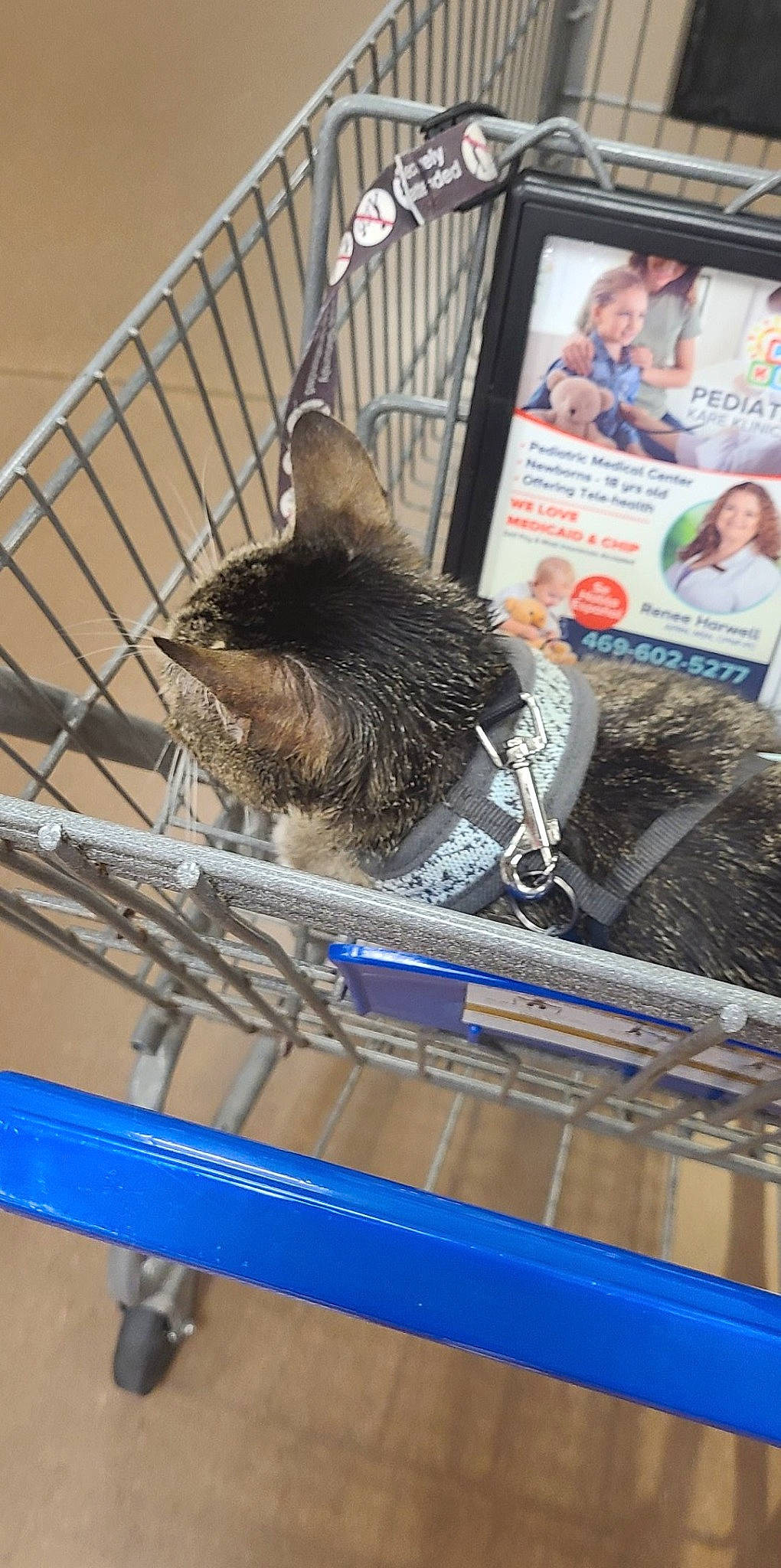 Snookums is registered to the contest to win money with this photo: animal_shelter, basket, bicycle_accessory, bicycle_tire, blue, cage, carnivore, cat, domestic_short_haired_cat, felidae, fur, metal, pet_supply, publication, small_to_medium_sized_cats, snout, spoke, tail, whiskers, wood