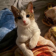 Freya is registered to the contest to win money with this photo: animal, bed, blanket, cat, closeup, comfort, cozy, curious, cute, ears, feline, fur, indoor, pet, pink_nose, relaxed, resting, soft, warm, whiskers