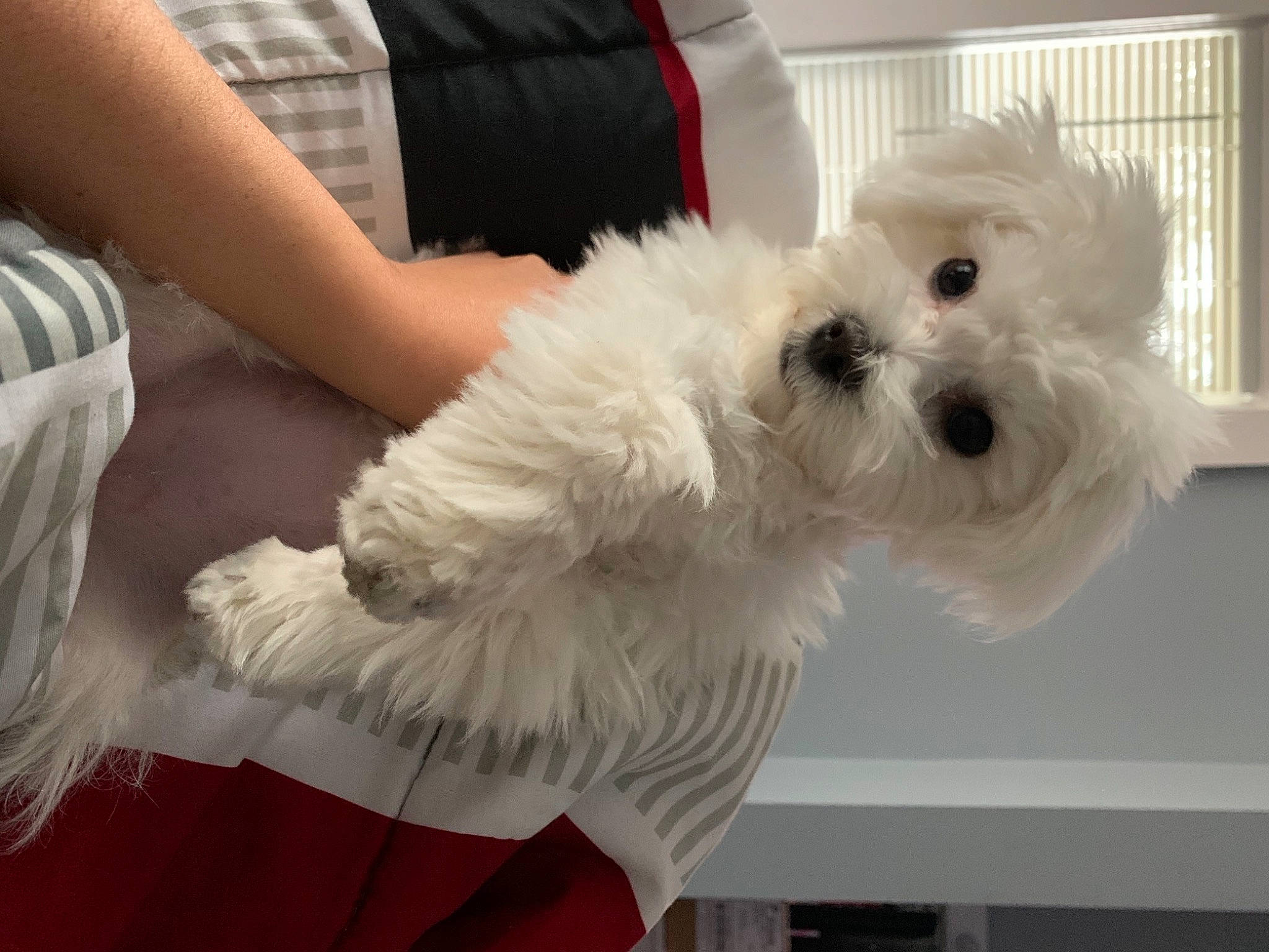 Nova is registered to the contest to win money with this photo: canidae, carnivore, companion_dog, dog, dog_breed, dog_clothes, dog_collar, dog_supply, fur, maltepoo, poodle_crossbreed, puppy_love, small_terrier, snout, sporting_group, sunglasses, t_shirt, terrier, toy_dog, working_animal