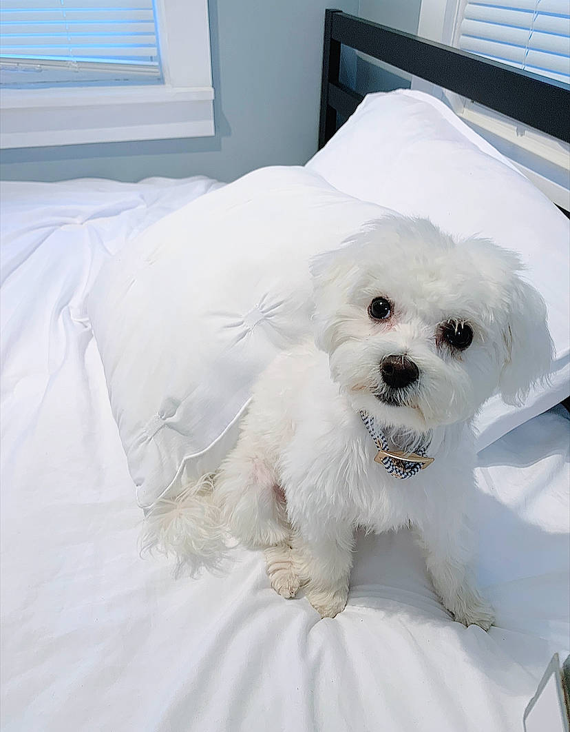 Nova is registered to the contest to win money with this photo: canidae, carnivore, comfort, companion_dog, dog, dog_breed, dog_supply, fur, linens, maltepoo, poodle, puppy_love, small_terrier, snout, sporting_group, terrier, toy_dog, window, window_blind, working_animal