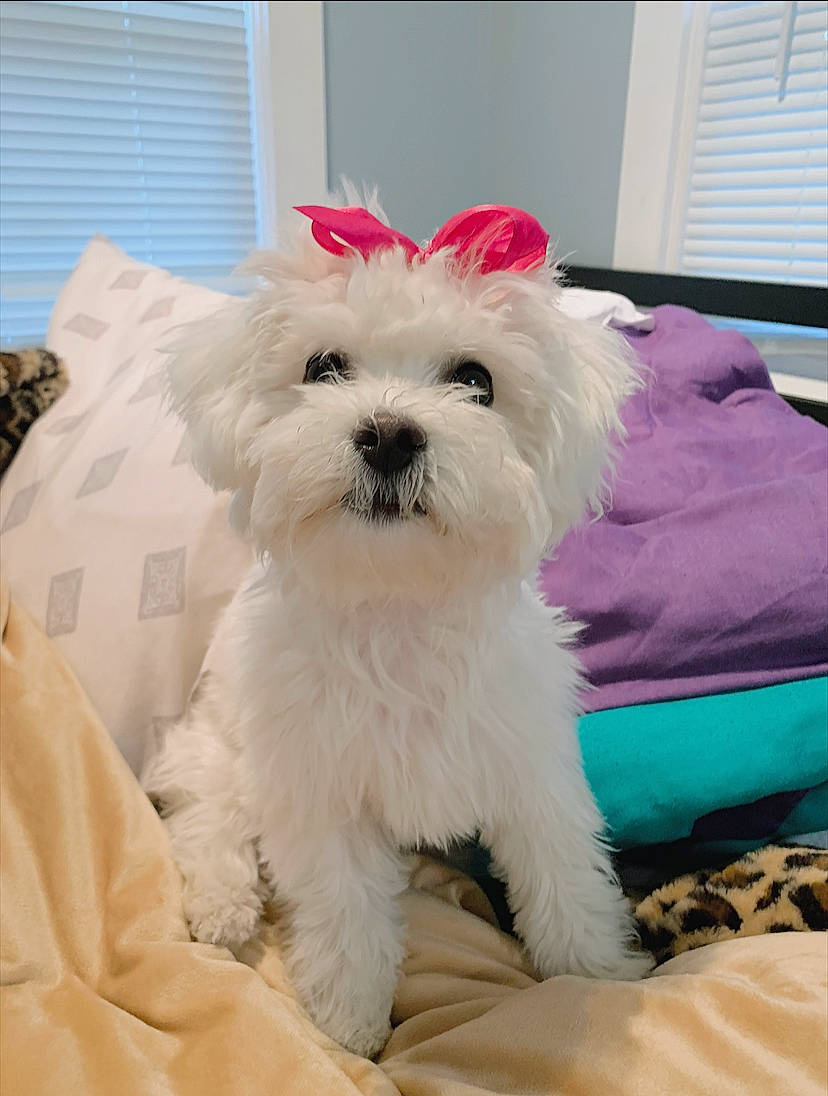 Nova joined the competition — help win amazing prizes! carnivore, comfort, companion_dog, dog, dog_breed, dog_supply, fur, linens, mal_shi, maltepoo, shih_poo, small_terrier, sporting_group, terrier, toy_dog, water_dog, window, window_blind, window_covering, working_animal