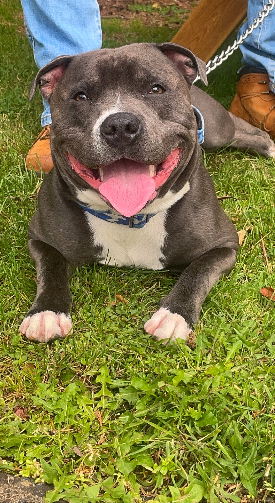 Thunder is registered to the contest to win money with this photo: canidae, carnivore, collar, companion_dog, dog, dog_breed, dog_collar, dog_supply, fashion_accessory, fawn, fur, grass, green, leash, pet_supply, plant, snout, whiskers, working_animal, working_dog