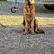 Ulkane a rejoint le concours — aidez-le/la à gagner de superbes lots ! dog, german_shepherd, pet, animal, sitting, outdoors, gravel, trailer, vehicle, sunlight, fur, collar, tag, ears, tail, portrait, guard_dog, campground, roadside, natural_light