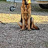 dog, german_shepherd, pet, animal, sitting, outdoors, gravel, trailer, vehicle, sunlight, fur, collar, tag, ears, tail, portrait, guard_dog, campground, roadside, natural_light