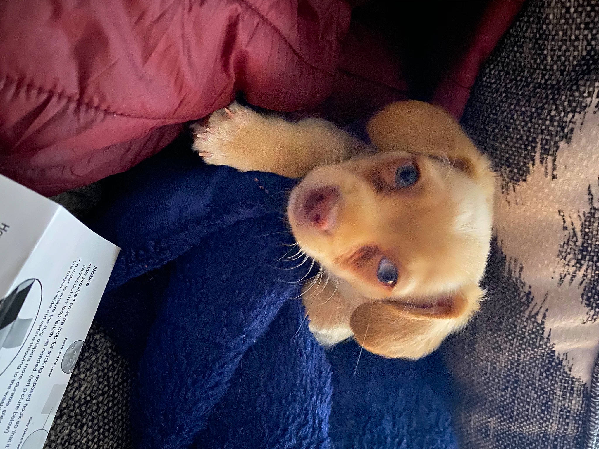 Beau is registered to the contest to win money with this photo: canidae, carnivore, companion_dog, dog, dog_breed, dog_supply, fur, mesh, pen, pet_supply, selfie, snout, sporting_group, tongue, whiskers, working_animal, working_dog