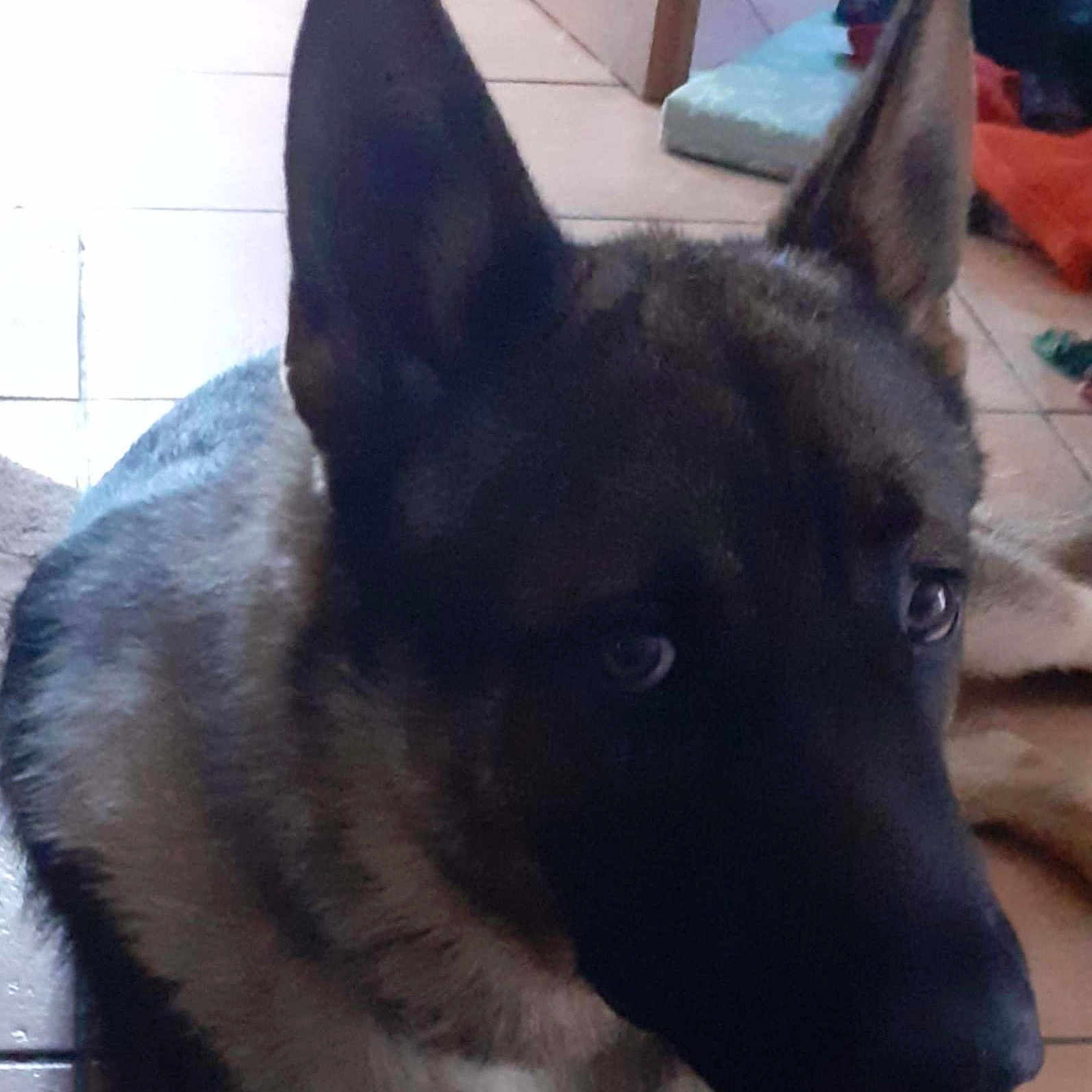 Vauban a rejoint le concours — aidez-le/la à gagner de superbes lots ! animal, black, brown, canine, closeup, companion, dog, domestic, ears, face, floor, fur, german_shepherd, household, indoor, looking, muzzle, pet, portrait, tile