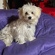 Lilou a rejoint le concours — aidez-le/la à gagner de superbes lots ! dog, white_dog, fluffy, pet, indoor, blanket, purple_blanket, collar, tag, cute, small_dog, fur, nose, ears, sitting, looking, red_chair, floor, cozy, home