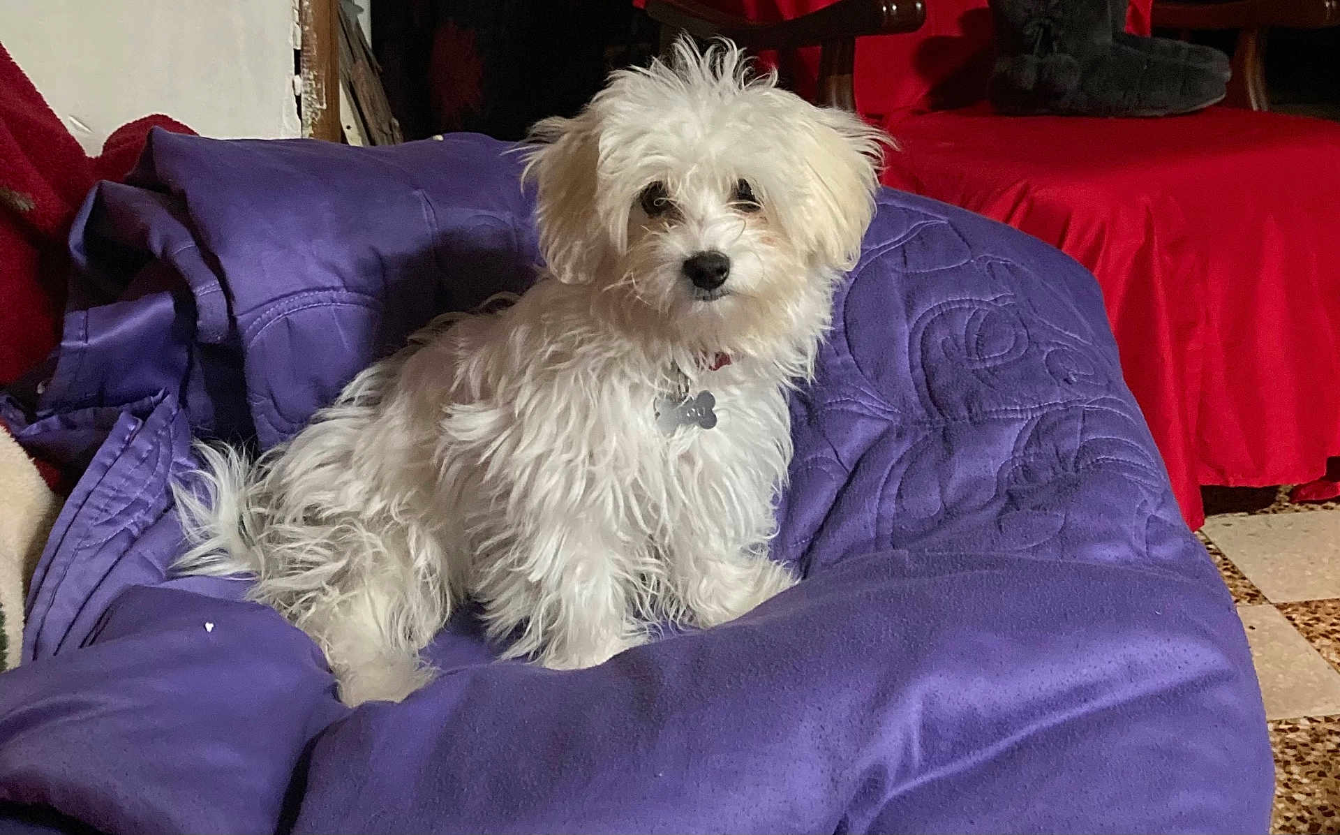 Lilou a rejoint le concours — aidez-le/la à gagner de superbes lots ! dog, white_dog, fluffy, pet, indoor, blanket, purple_blanket, collar, tag, cute, small_dog, fur, nose, ears, sitting, looking, red_chair, floor, cozy, home