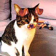 Evreste a rejoint le concours — aidez-le/la à gagner de superbes lots ! cat, tabby_cat, couch, indoor, pet, animal, furniture, filter, digital_overlay, toy, action_figure, ears, snout, closeup, sitting, domestic_cat, cozy, playful, pet_filter, background