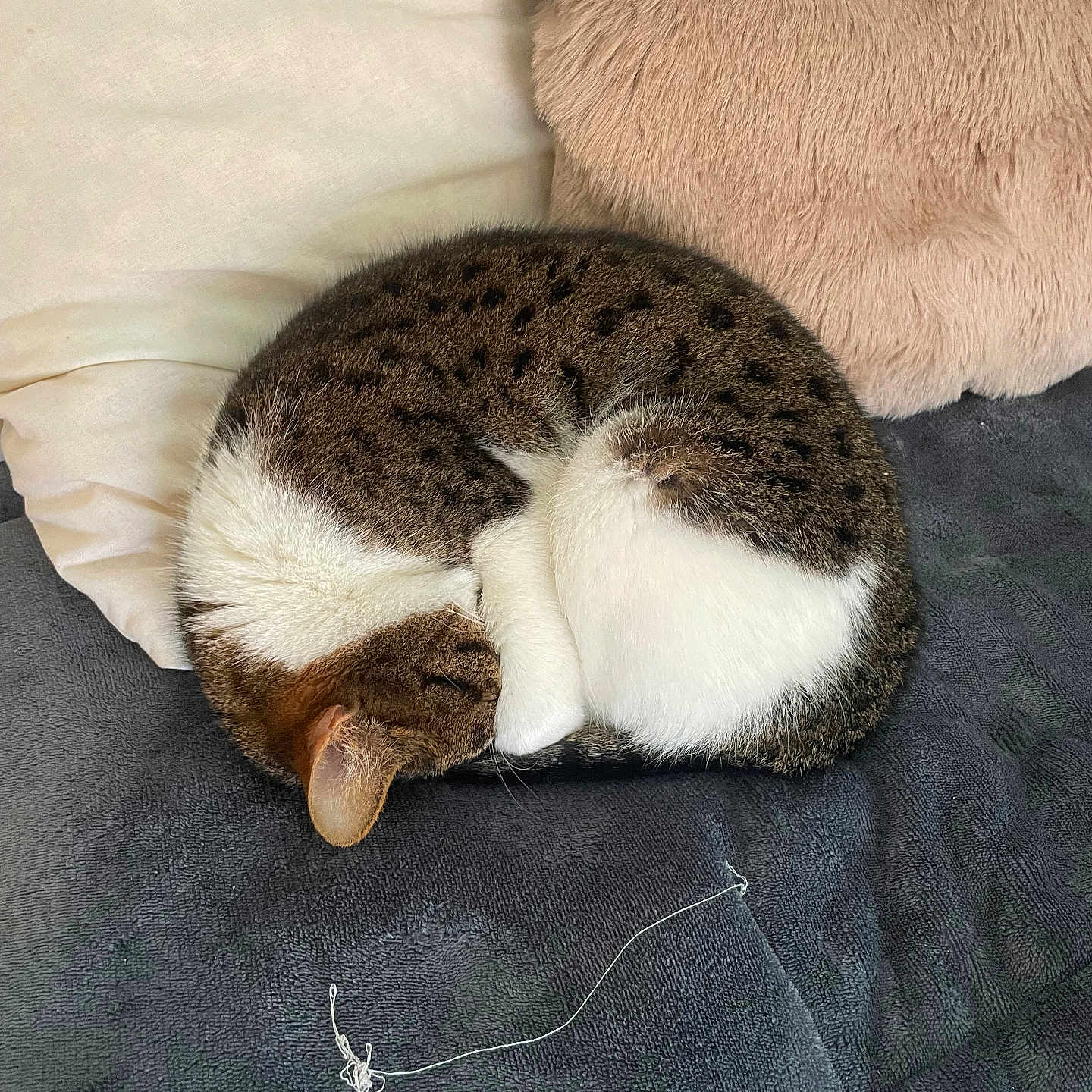 Evreste a rejoint le concours — aidez-le/la à gagner de superbes lots ! cat, sleeping, curled_up, tabby, white_fur, spotted_fur, resting, cozy, blanket, pillow, indoor, pet, animal, feline, soft_texture, fur, cute, relaxed, napping, home