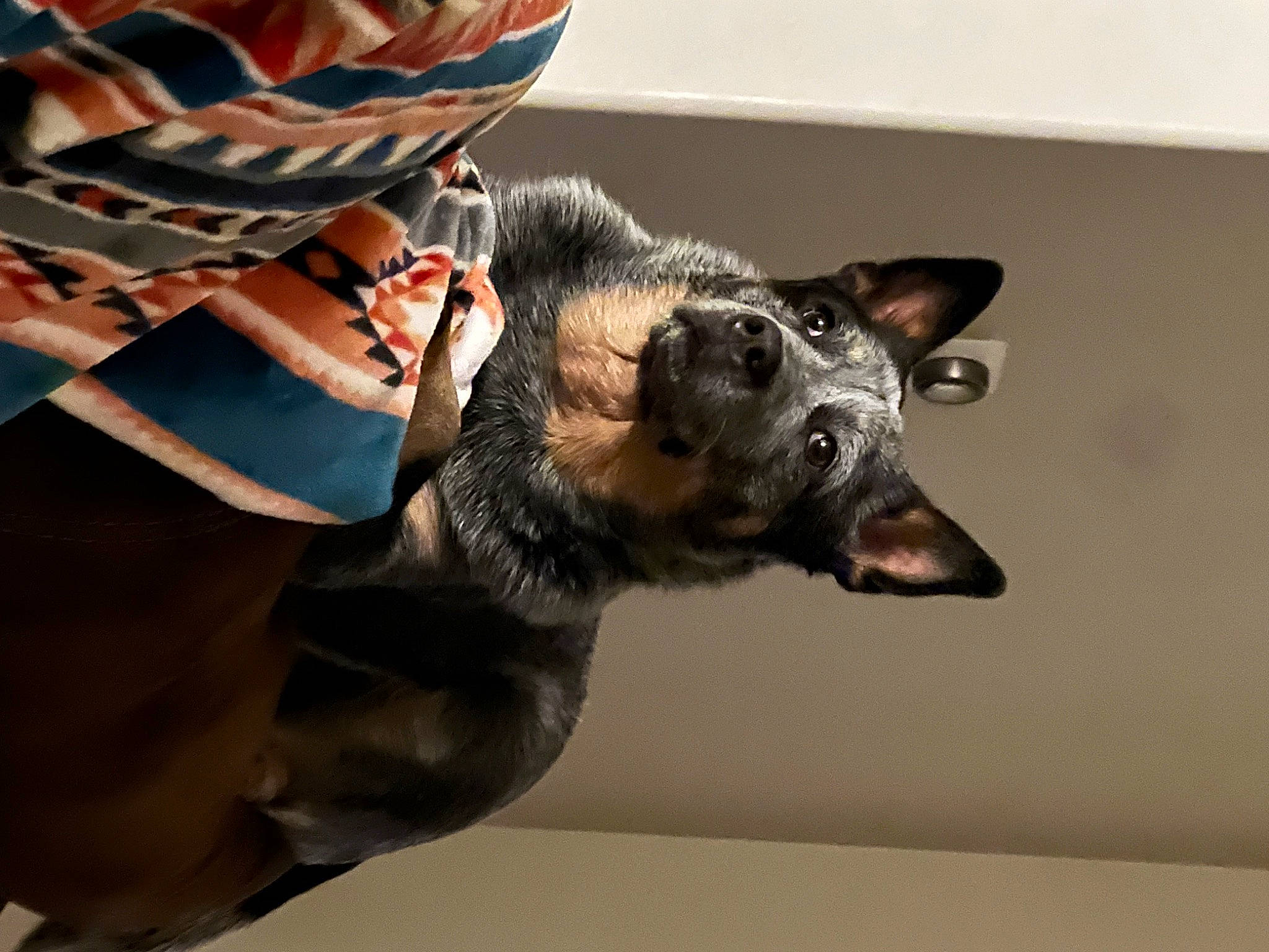 Gypsy Rose is registered to the contest to win money with this photo: canidae, carnivore, collar, companion_dog, dog, dog_breed, dog_collar, ear, fashion_accessory, fawn, fur, guard_dog, paw, plaid, snout, sporting_group, tartan, whiskers, working_animal, working_dog