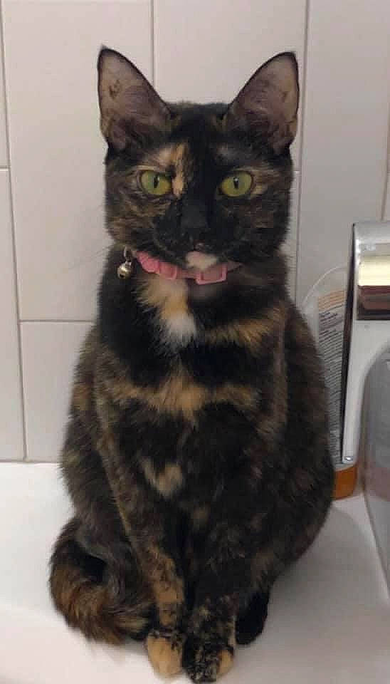 Harley is registered to the contest to win money with this photo: black_cat, bombay, carnivore, cat, claw, domestic_short_haired_cat, felidae, fur, iris, paw, sitting, small_to_medium_sized_cats, snout, tail, terrestrial_animal, whiskers