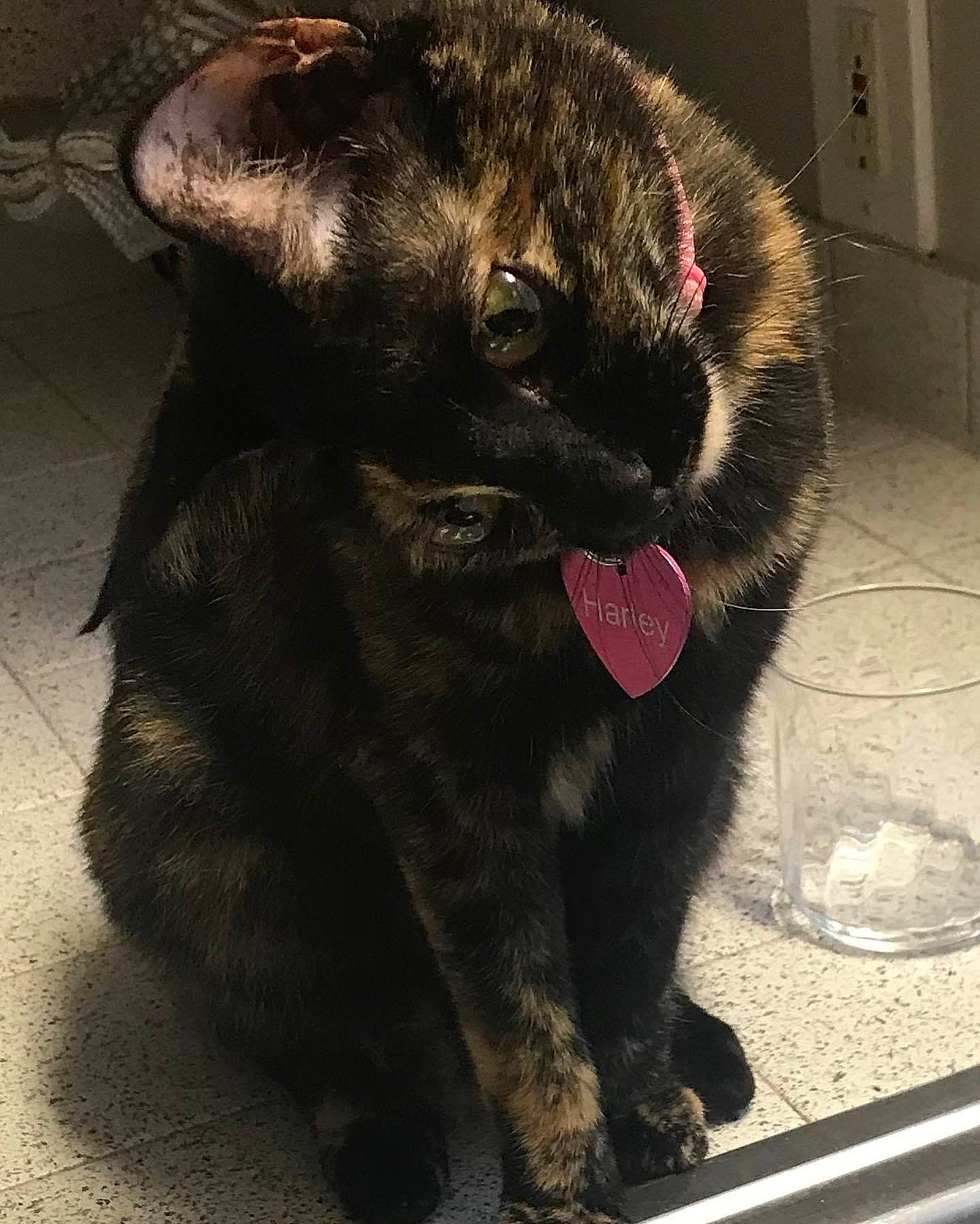 Harley joined the competition — help win amazing prizes! black_cat, canidae, carnivore, cat, claw, collar, dog_breed, domestic_short_haired_cat, felidae, flooring, foot, fur, liver, paw, small_to_medium_sized_cats, snout, sporting_group, tail, terrestrial_animal, whiskers