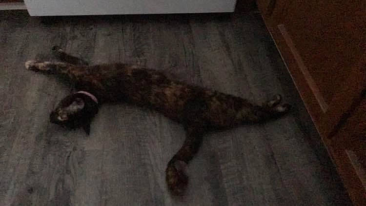 Harley joined the competition — help win amazing prizes! brown, canidae, carnivore, cat, claw, dog_breed, domestic_short_haired_cat, fawn, felidae, flooring, fur, hardwood, liver, small_to_medium_sized_cats, snout, sporting_group, tail, terrestrial_animal, whiskers, wood