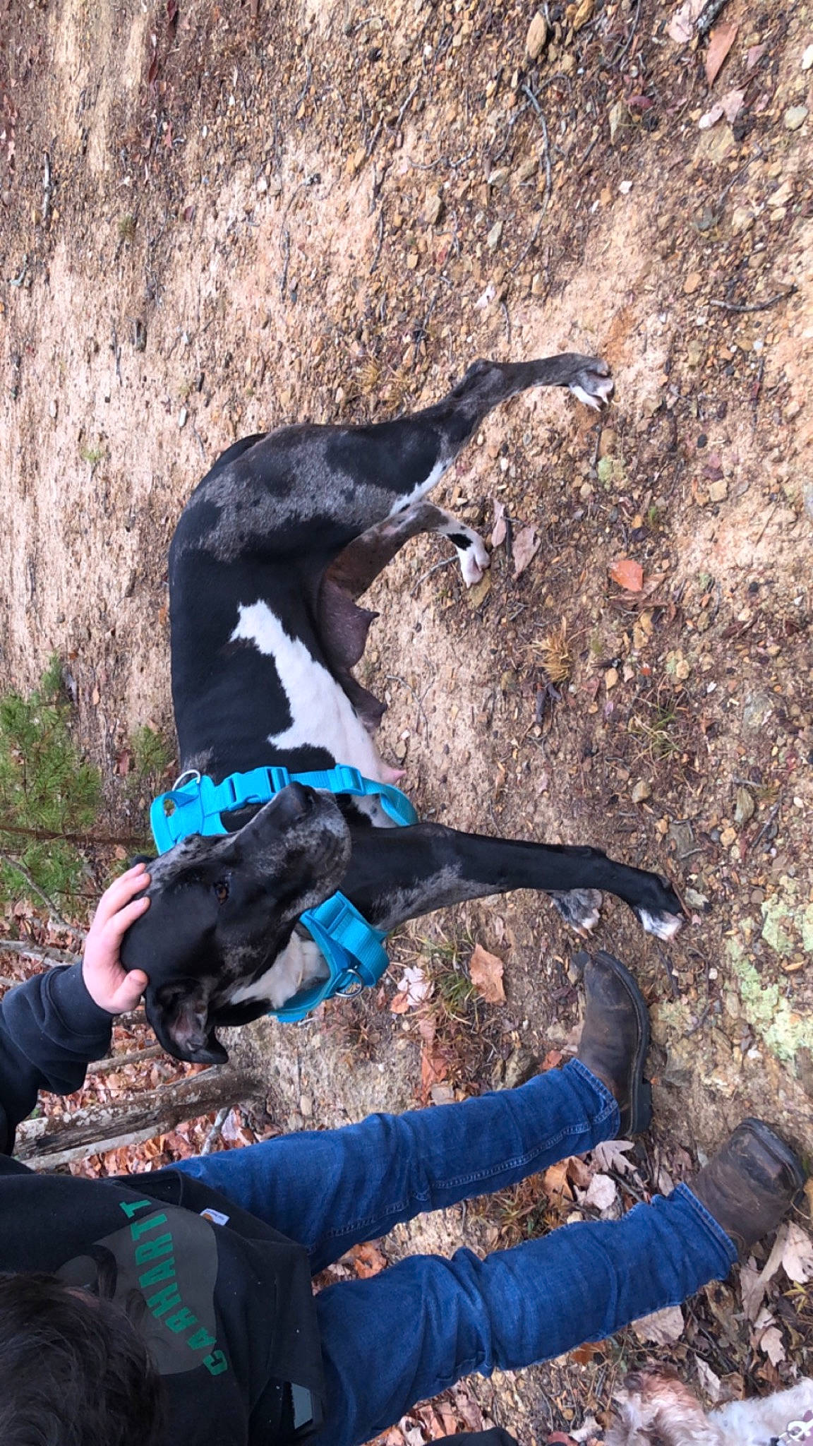 Sadie is registered to the contest to win money with this photo: adventure, canidae, carnivore, companion_dog, dog, dog_breed, dog_hiking, electric_blue, fawn, fun, fur, leisure, people_in_nature, plant, recreation, soil, sporting_group, tail, tree, working_animal