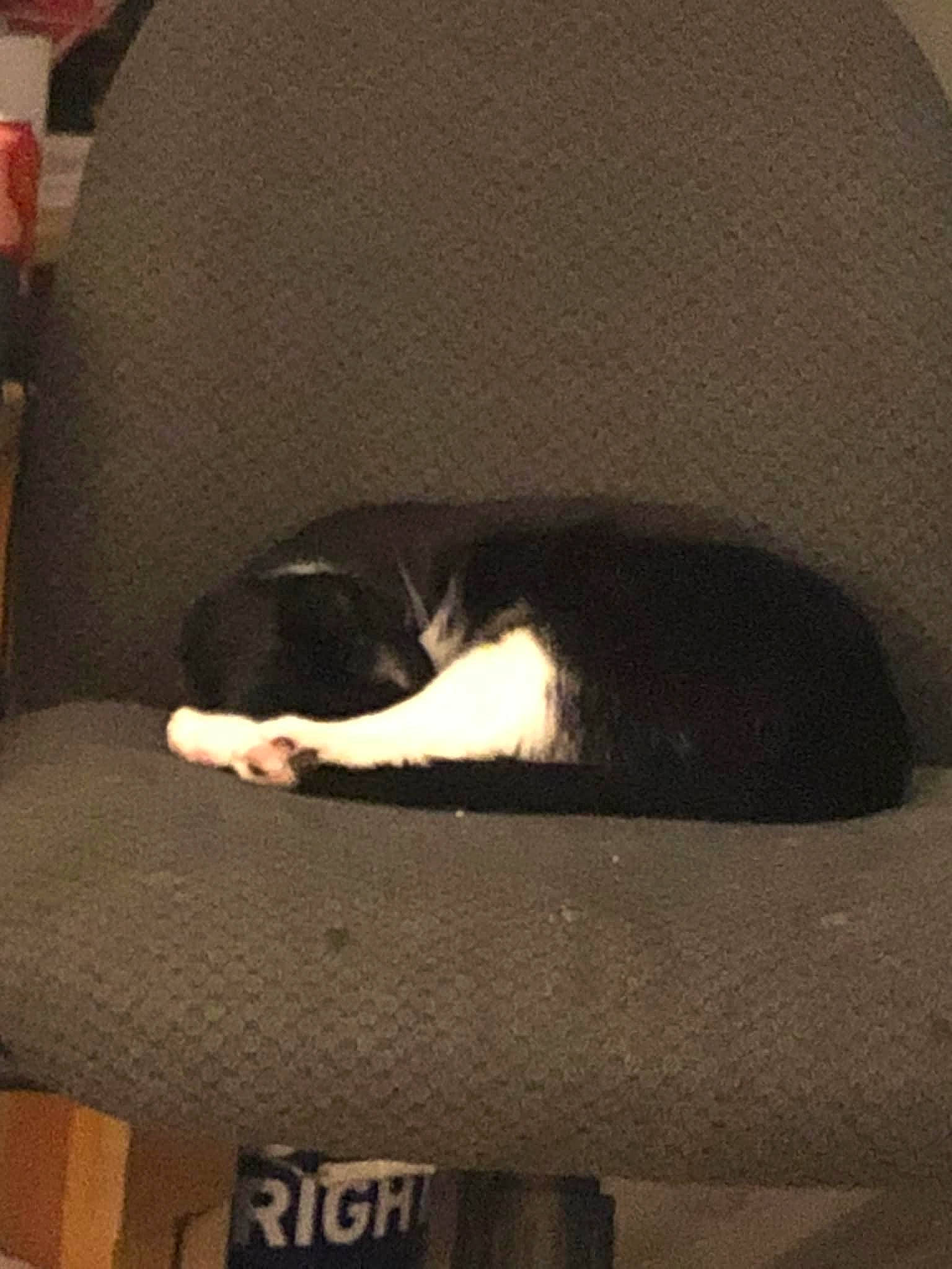 Tux joined the competition — help win amazing prizes! brown, carnivore, cat, cat_supply, comfort, darkness, felidae, flooring, fur, grey, hardwood, pet_supply, rectangle, room, small_to_medium_sized_cats, tail, tints_and_shades, whiskers, window, wood