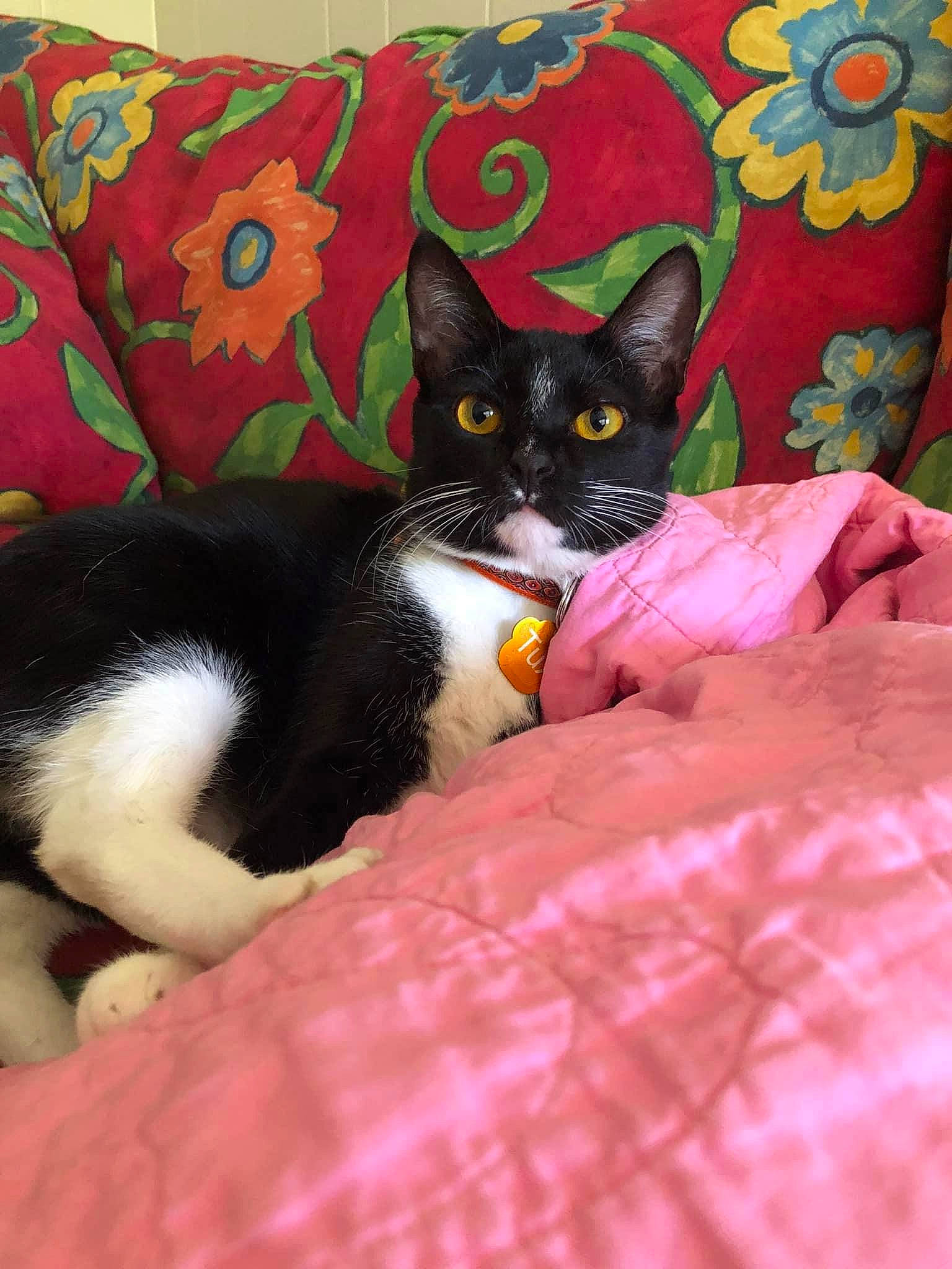 Tux joined the competition — help win amazing prizes! bedding, black_cat, carnivore, cat, cat_bed, cat_supply, comfort, cushion, domestic_short_haired_cat, felidae, fur, linens, pattern, pillow, room, small_to_medium_sized_cats, tail, textile, throw_pillow, whiskers