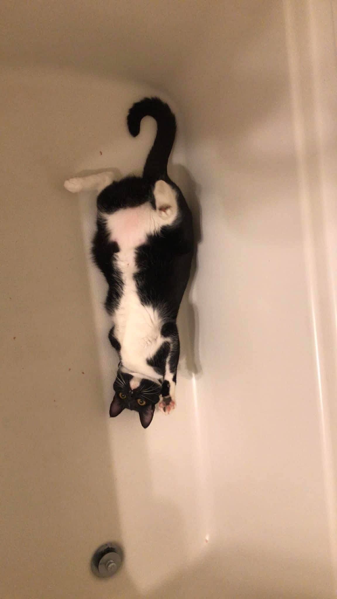 Tux is registered to the contest to win money with this photo: beard, carnivore, cat, dog_breed, eye, felidae, foot, fur, hair, head, human_body, human_leg, leg, liquid, neck, plant, small_to_medium_sized_cats, snout, tail, whiskers