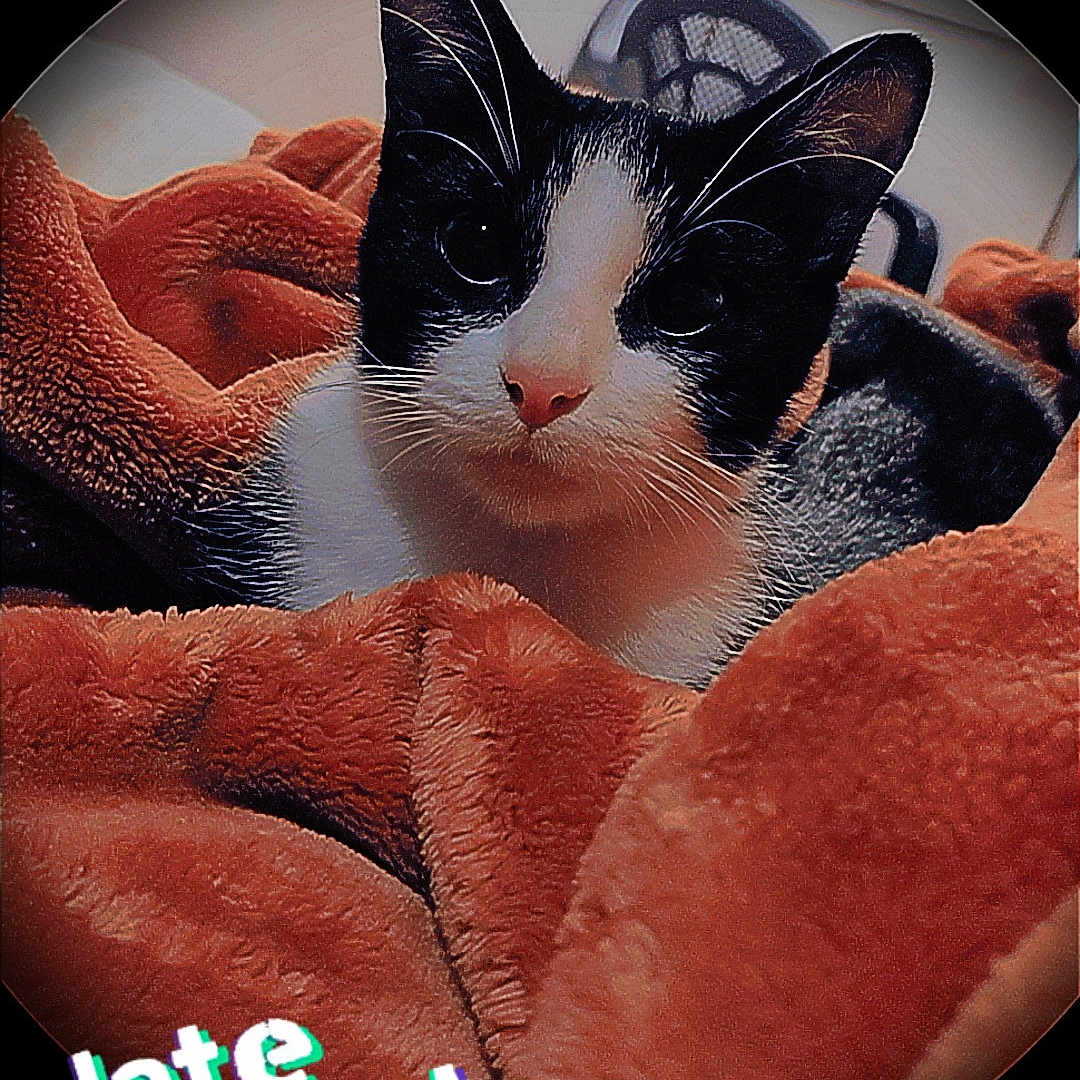 Ruby Dabooty Doobie is registered to the contest to win money with this photo: abyssinian, advertisement, animal, blackcat, blanket, bodypart, cat, disk, dvd, fisheye, hand, kitten, manx, mat, person, pet, photography, siamese, sleeping, towel