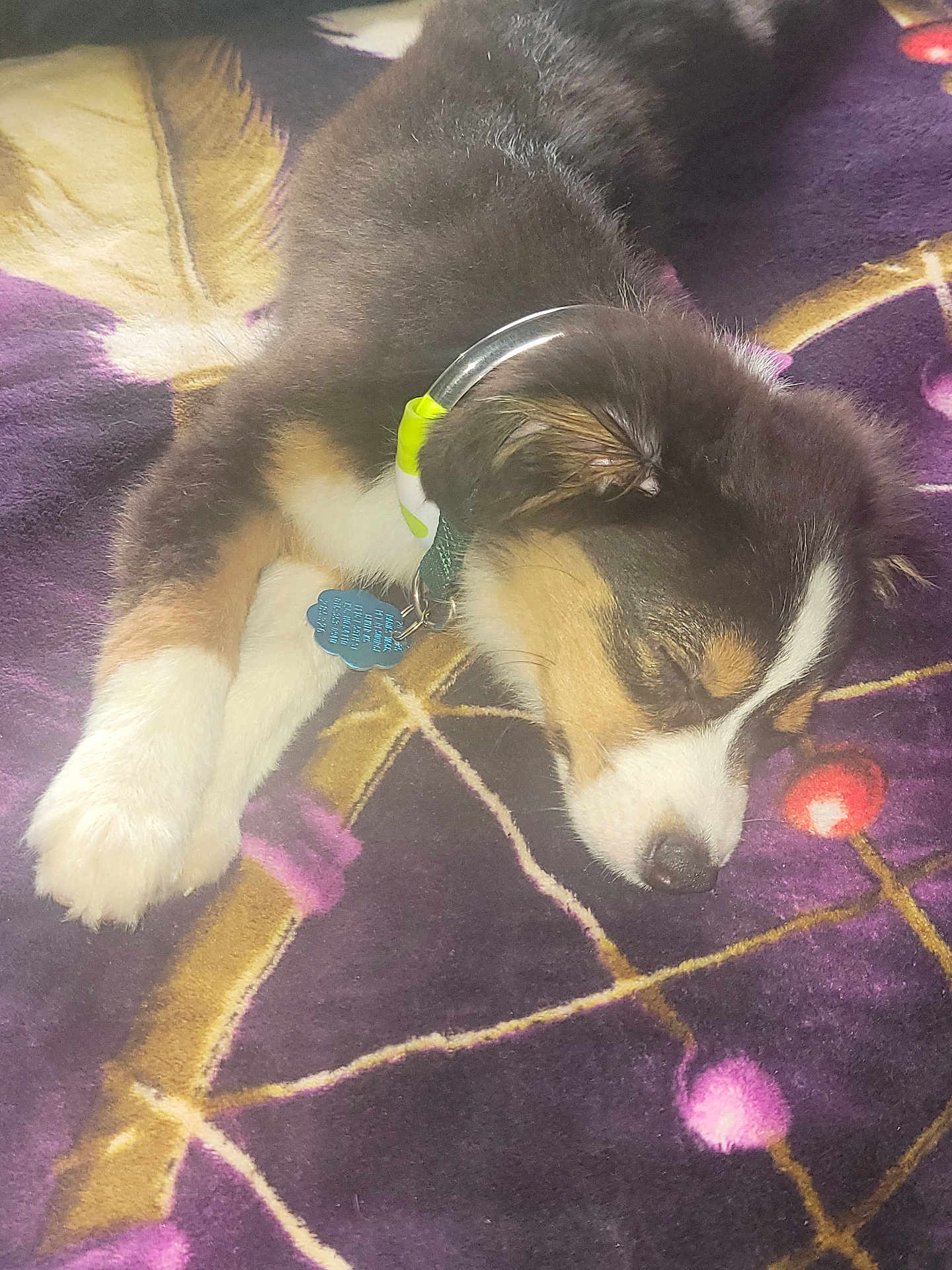 Little Foot Leo is registered to the contest to win money with this photo: puppy, sleeping, dog, blanket, paw, fur, collar, tag, resting, cute, pet, indoor, cozy, animal, young, domestic_animal, snout, ears, tricolor, relax