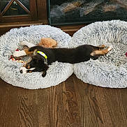 Little Foot Leo is registered to the contest to win money with this photo: puppy, dog, sleeping, bed, fluffy, wooden_floor, collar, toy, indoor, fireplace, furniture, cozy, relaxed, brown, black, white, cute, pet, resting, home