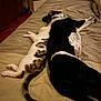 bed, black_and_white_dog, cat, cozy, domestic_animals, feline, friendship, fur, indoor, lying_down, mammal, nap, pet, resting, sleeping, sleepy, spotted_cat, tail, two_animals, wooden_floor