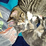 Moxie And Gracie joined the competition — help win amazing prizes! adorable, animal, blanket, cat, close_up, cozy, cute, feline, fur, gray_cat, indoor, kitten, nose, paw, pets, resting, sleeping, snuggling, soft, tabby