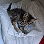 Moxie joined the competition — help win amazing prizes! animal, blanket, cat, cozy, curious, cute, feline, fur, indoor, kitten, mammal, paw, pet, resting, small, soft, striped, tabby, white, young
