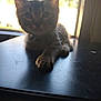Moxie joined the competition — help win amazing prizes! animal, backlight, cat, curious, domestic, ears, feline, fur, indoor, kitten, mammal, paw, pet, relaxing, shadow, sunlight, table, whiskers, window, young