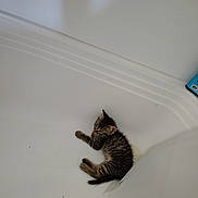 Moxie is registered to the contest to win money with this photo: animal, bathtub, cat, corner, curious, curled_up, cute, domestic, fur, indoor, kitten, pet, quiet, resting, shower_curtain, sleepy, small, tabby, white, young