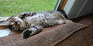 Moxie is registered to the contest to win money with this photo: cat, closeup, cozy, cushion, domestic_animal, feline, fur, indoor, kitten, lying_down, mesh_screen, paw, pet, relaxed, resting, sleepy, tabby, texture, window, young_animal